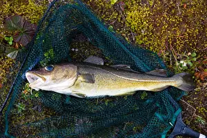 Wholly Prints: Atlantic Cod (Gadus morhua) in a net