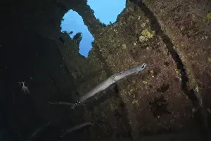 An Atlantic cornetfish (Aulostomus strigosus) swimming in the shadow of an underwater wreck