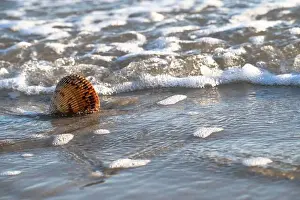 Sea Bird Prints: The Atlantic Giant Cockle, Dinocardium robustum
