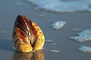 Sea Bird Prints: The Atlantic Giant Cockle, Dinocardium robustum