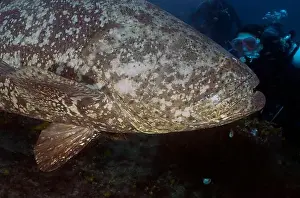 Immense Prints: An Atlantic Goliath Grouper (Epinephelus itajara) in Jupiter, Florida, USA