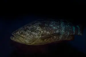 Immense Prints: An Atlantic Goliath Grouper (Epinephelus itajara) in Jupiter, Florida, USA