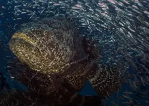 Immense Prints: An Atlantic Goliath Grouper (Epinephelus itajara) in Jupiter, Florida, USA