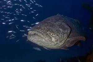 Immense Prints: An Atlantic Goliath Grouper (Epinephelus itajara) in Jupiter, Florida, USA