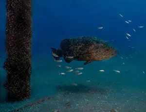 Immense Prints: An Atlantic Goliath Grouper (Epinephelus itajara) in Jupiter, Florida, USA