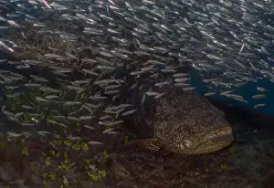 Immense Prints: An Atlantic Goliath Grouper (Epinephelus itajara) in Jupiter, Florida, USA