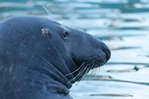 True Prints: Atlantic Grey Seal - Halichoerus grypus swimming at the water surface