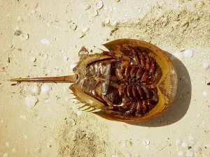 Crab Prints: atlantic horseshoe crab limulus polyphemus mesh ancient crustacean