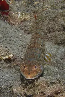 Synodontidae Prints: Atlantic lizardfish (Synodus saurus) with camouflage pattern on the sandy seabed