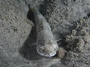 Canaries Prints: Atlantic lizardfish (Synodus saurus) camouflaged with the seabed