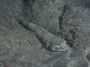 Sandy Bottom Prints: Atlantic lizardfish (Synodus saurus) almost invisible on a grey sandy bottom