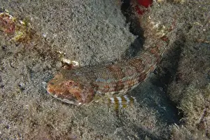 Sandy Bottom Prints: An Atlantic lizardfish (Synodus saurus) lies well camouflaged on the sandy seabed