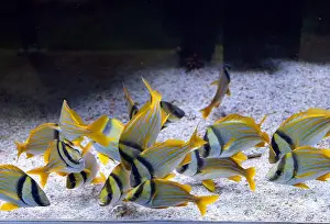 Aquarium Fish Prints: Atlantic porkfish sweetlips in aquarium. Anisotremus virginicus