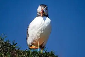 Polar Regions Prints: An Atlantic Puffin (Fratercula arctica), in Borgarfjaroarhofn, Iceland, Polar Regions