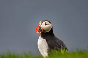 Polar Regions Prints: An Atlantic Puffin (Fratercula arctica)