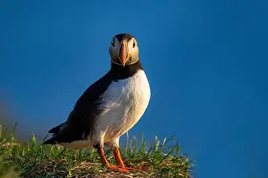 Earth Tones Prints: An Atlantic Puffin (Fratercula arctica), in Borgarfjaroarhofn, Iceland, Polar Regions