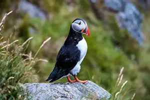 Fratercula Arctica Prints: Atlantic puffin, fratercula arctica, standing on cliff