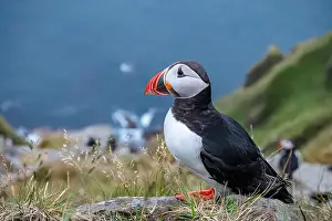 Fratercula Arctica Prints: Atlantic puffin, fratercula arctica, standing on cliff