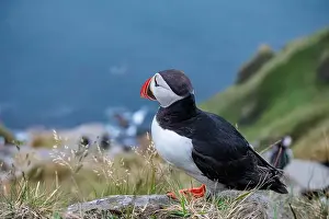 Fratercula Arctica Prints: Atlantic puffin, fratercula arctica, standing on cliff