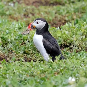 Fratercula Arctica Prints: Atlantic Puffin (Fratercula arctica)