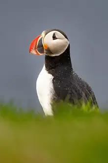 Colorful Bird Prints: An Atlantic Puffin (Fratercula arctica)
