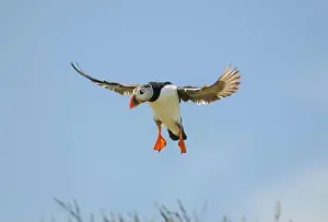 Comical Prints: Atlantic puffin Fratercula arctica, in breeding plumage, in flight, alighting
