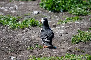 Faroe Islands Prints: An Atlantic Puffin (Fratercula arctica) on The Farne Islands in Northumberland, UK
