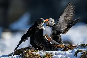 Atlantic Puffin Fratercula Arctica Prints: Atlantic puffin (Fratercula arctica) fighting in snow at Hornøya island, Norway