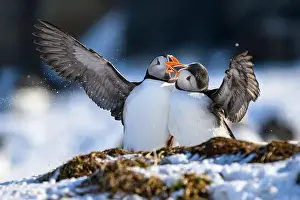Atlantic Puffin Fratercula Arctica Prints: Atlantic puffin (Fratercula arctica) fighting in snow at Hornøya island, Norway