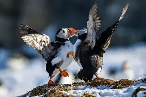 Atlantic Puffin Fratercula Arctica Prints: Atlantic puffin (Fratercula arctica) fighting in snow at Hornøya island, Norway