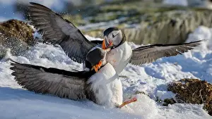 Atlantic Puffin Fratercula Arctica Prints: Atlantic puffin (Fratercula arctica) fighting in snow at Hornøya island, Norway