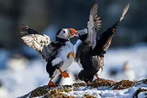 Atlantic Puffin Fratercula Arctica Prints: Atlantic puffin (Fratercula arctica) fighting in snow at Hornøya island, Norway