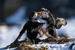 Atlantic Puffin Fratercula Arctica Prints: Atlantic puffin (Fratercula arctica) fighting in snow at Hornøya island, Norway