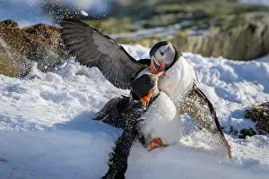 Fratercula Arctica Prints: Atlantic puffin (Fratercula arctica) fighting in snow at Hornøya island, Norway