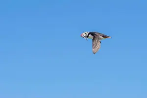 Faroe Islands Prints: An Atlantic Puffin (Fratercula arctica) in flight over The Farne Islands in Northumberland