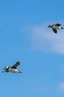 Faroe Islands Prints: An Atlantic Puffin (Fratercula arctica) in flight over The Farne Islands in Northumberland