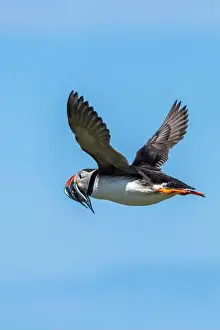 Faroe Islands Prints: An Atlantic Puffin (Fratercula arctica) in flight over The Farne Islands in Northumberland