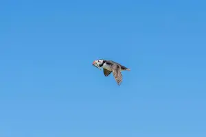 Faroe Islands Prints: An Atlantic Puffin (Fratercula arctica) in flight over The Farne Islands in Northumberland