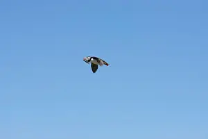 Faroe Islands Prints: An Atlantic Puffin (Fratercula arctica) in flight over The Farne Islands in Northumberland