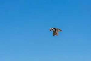 Faroe Islands Prints: An Atlantic Puffin (Fratercula arctica) in flight over The Farne Islands in Northumberland