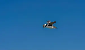 Faroe Islands Prints: An Atlantic Puffin (Fratercula arctica) in flight over The Farne Islands in Northumberland