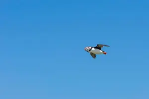 Faroe Islands Prints: An Atlantic Puffin (Fratercula arctica) in flight over The Farne Islands in Northumberland