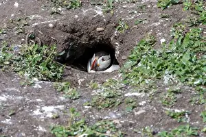 Faroe Islands Prints: An Atlantic Puffin (Fratercula arctica) hides in its burrow on The Farne Islands in Northumberland