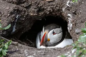 Faroe Islands Prints: An Atlantic Puffin (Fratercula arctica) hides in its burrow on The Farne Islands in Northumberland