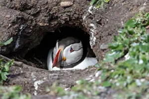 Faroe Islands Prints: An Atlantic Puffin (Fratercula arctica) hides in its burrow on The Farne Islands in Northumberland