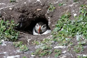 Faroe Islands Prints: An Atlantic Puffin (Fratercula arctica) hides in its burrow on The Farne Islands in Northumberland