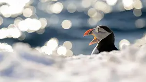 Atlantic puffin (Fratercula arctica) at Hornøya island, Norway