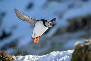 Atlantic Puffin Fratercula Arctica Prints: Atlantic puffin (Fratercula arctica) at Hornøya island, Norway