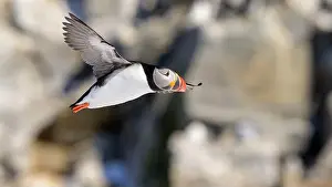 Atlantic Puffin Fratercula Arctica Prints: Atlantic puffin (Fratercula arctica) at Hornøya island, Norway