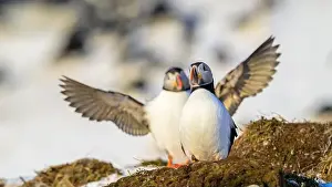 Atlantic Puffin Fratercula Arctica Prints: Atlantic puffin (Fratercula arctica) at Hornøya island, Norway